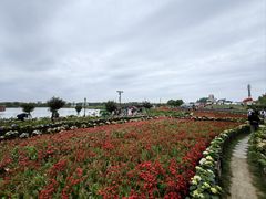 -荷兰花海
