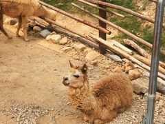 -泉州海丝野生动物世界