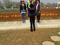 -洛阳郁金香牡丹园