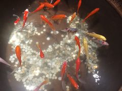 -鼎膳常火锅(华阳店)