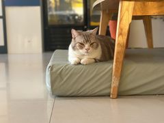 -平行世界·猫咖(首经贸店)