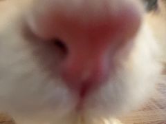 -Heymao猫咖.咖啡厅(东门店)