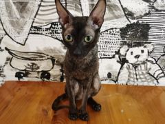 -猫小院猫主题餐厅(三里屯店)