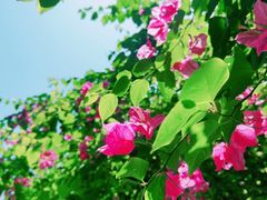 -深圳国际园林花卉博览园