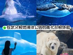 -海合安武汉极地海洋公园