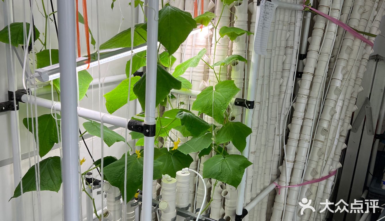 这家店用的是自己种的菜