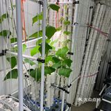 这家店用的是自己种的菜