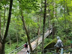 -五营红松林海景区