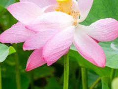 -陈家山荷花公园