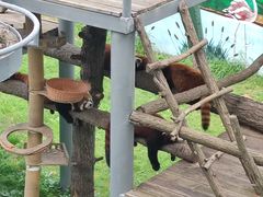 -西霞口神雕山野生动物世界