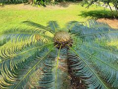 -中国科学院西双版纳热带植物园