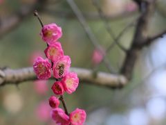 -岳王庙