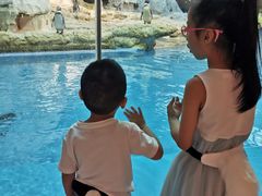 -帝企鹅自助餐厅•儿童岛•真企鹅(长隆企鹅酒店)