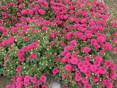 -中国天府农业博览园