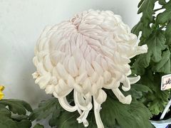 -杭州植物园