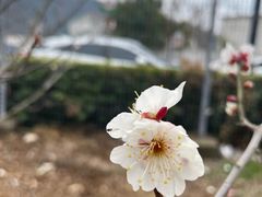 -香雪海