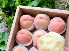 -老袁家蜜桃农场·阳山水蜜桃