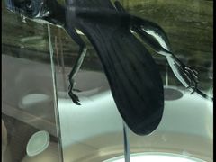 -辽宁古生物博物馆