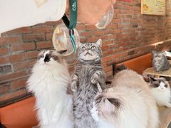 -豆逗聊愈猫阁Easy Life
