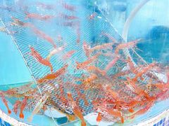 -鲤鱼门海鲜街
