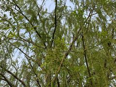 -北京西山国家森林公园