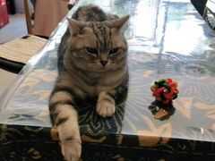 -平行世界·猫咖(首经贸店)