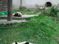 -卧龙中华大熊猫苑神树坪基地