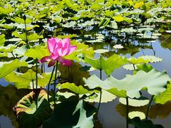-石家庄市植物园