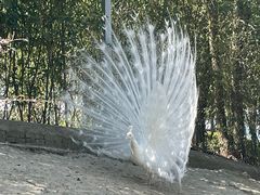 -泉州海丝野生动物世界