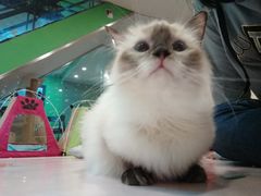 -李小姐の猫咖啡馆(五角场店)