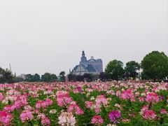 -荷兰花海