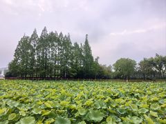 -黄兴公园