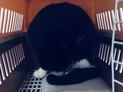 -纳吉亚猫专科动物诊疗中心(蒋宅口分院)