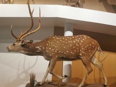 -陕西自然博物馆