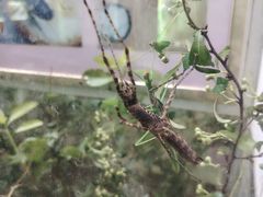 -上海昆虫博物馆