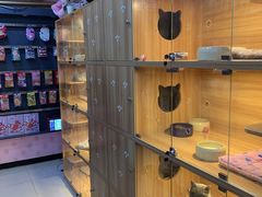 -喵百万·布偶·蓝金金渐层英短·猫舍(百子湾店)