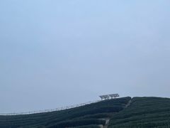 -龙坞茶村