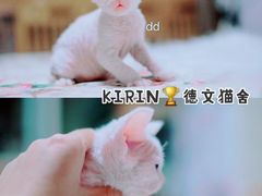 -十年猫舍·猫咪专门店(普陀店)