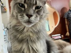 -楼上猫咖(罗湖店)