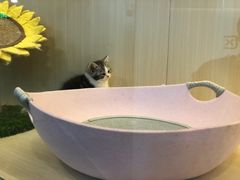 -momokira米努特·德文卷毛猫·棉花面纱犬