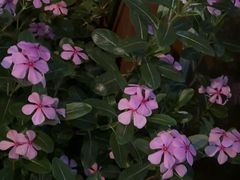 -小茶闲舍·观景商务茶馆(广州塔店)