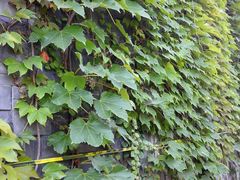 -沃阁巴厘原墅餐厅