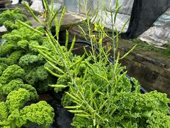 -菊园百果园