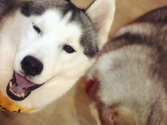 -Husky Go! 哈士奇体验馆·宠物咖啡厅狗咖