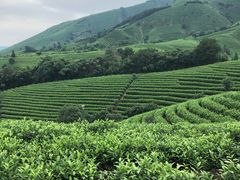 -帐篷客·溪龙茶谷度假酒店