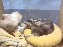 -屋虎猫馆(宝安大仟里店)