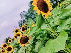 -中国天府农业博览园