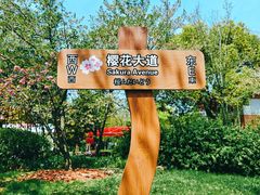 -顾村公园