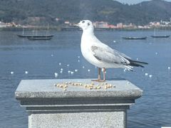 -海埂大坝