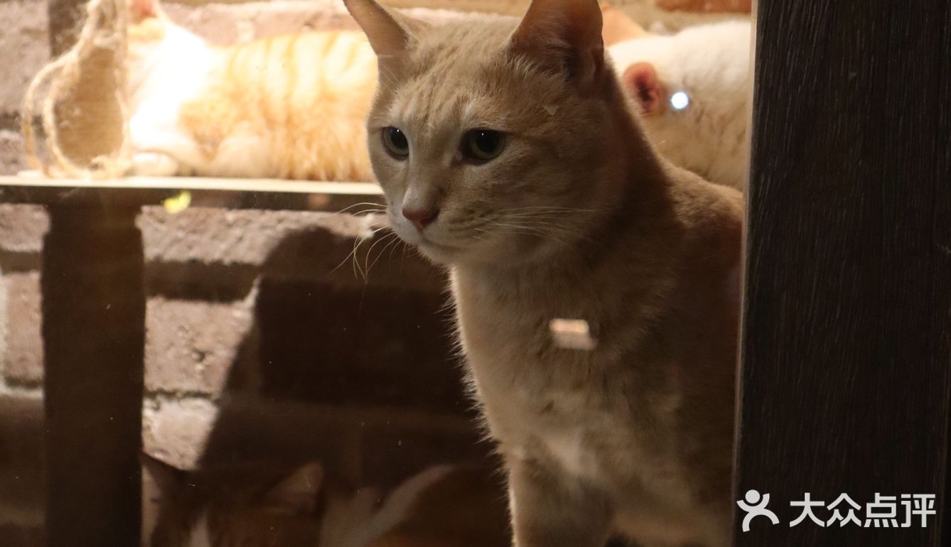 一家有宠物猫的复古文艺咖啡店